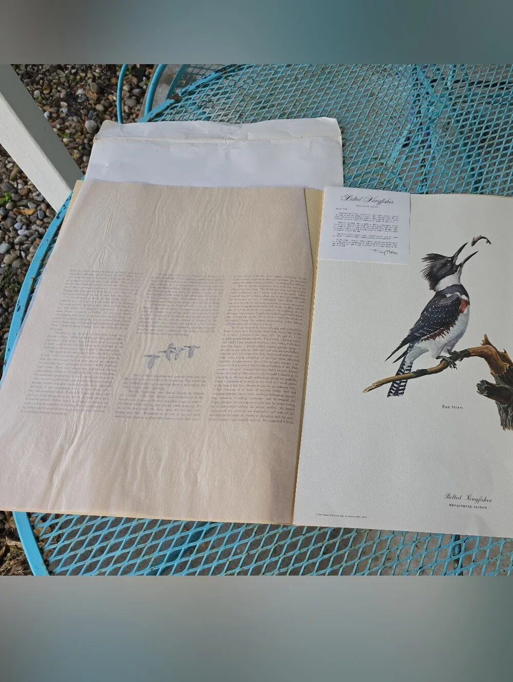 Ray Harm Belted Kingfisher Print